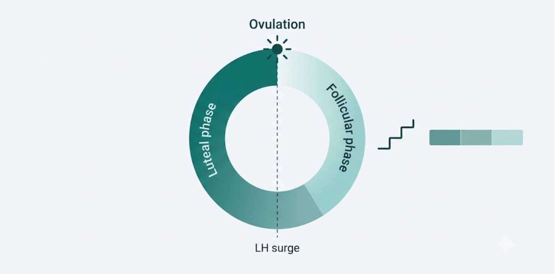 Cycle Science: Ovulation, Luteal Phase & Due Dates